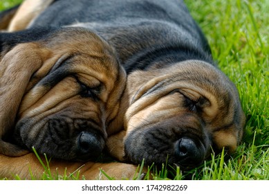 Bloodhound. Puppies Sleeping Together Outdoors On Grass.