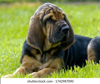 Bloodhound. Puppy Laid Down Outdoors On Grass.