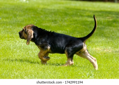 Bloodhound. Puppy Outdoors On Grass.,walking About,scenting.