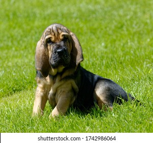 Bloodhound. Puppy Sitting Outdoors On Grass Looking.