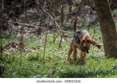 best harness for bloodhounds