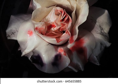 Bloodied wet flower of a withering white rose closeup