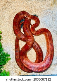 Bloodred Corn Snake In Enclosure 