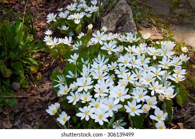 Bloodroot 