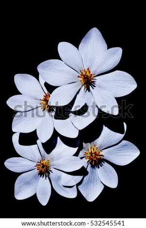 Bloodroot