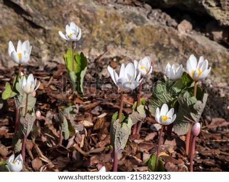 The Bloodroot, Canada puccoon, redroot, red puccoon or black paste (Sanguinaria canadensis) blooming with white flower with yellow stamens. Each stem is clasped by a leaves in early spring