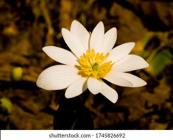 Bloodroot Flower Macro Isolated In The Morning Spring Sun