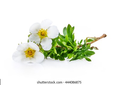 Bloodroot Flowers Isolated On White Background Clipping Path