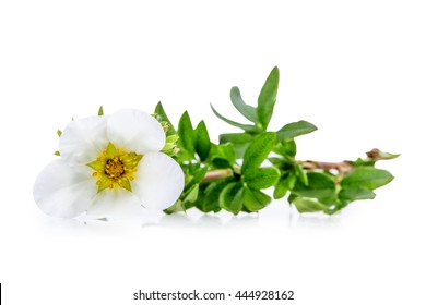 Bloodroot Flowers Isolated On White Background Clipping Path