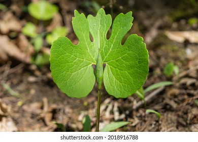 Bloodroot Plant In Forest In Springtime