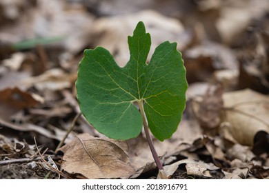 Bloodroot Plant In Forest In Springtime