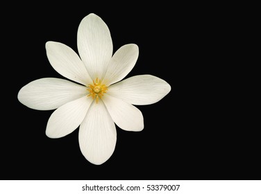 Bloodroot (Sanguinaria Canadensis) Flower Isolated On Black