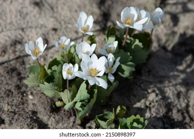 Bloodroot, Sanguinaria Canadensis Flowers, Perennial, Herbaceous Flowering Plant.