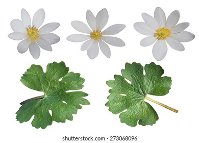 Bloodroot (Sanguinaria Canadensis) Wildflower Set Isolated On White Background