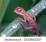 A bloodsucker (Calotes versicolor) perched atop a leaf