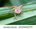 A bloodsucker (Calotes versicolor) perched atop a leaf