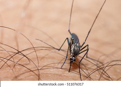 Bloodsucking mosquito on human skin.
