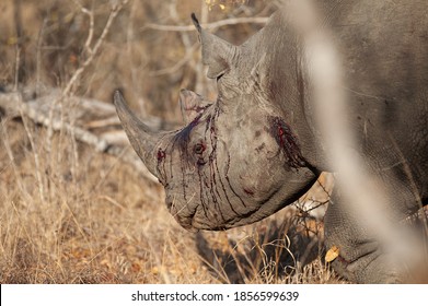 Bloody and beaten Black Rhino seen on a safari in South Africa