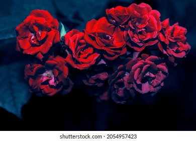 Bloody color roses . Scarlet flowers in the garden 