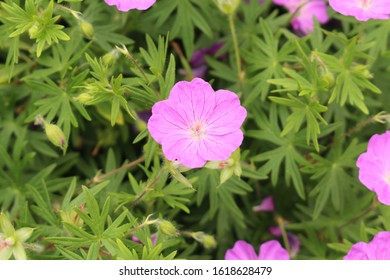 Bloody Cranes Bill Flowers (or Bloody Geranium) In Innsbruck, Austria. Its Scientific Name Is Geranium Sanguineum, Native To  Europe To Caucasus. It Is Also The County Flower Of Northumberland, UK.