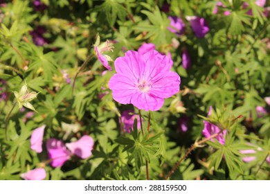 Bloody Cranes Bill Flowers (or Bloody Geranium) In Innsbruck, Austria. Its Scientific Name Is Geranium Sanguineum, Native To  Europe To Caucasus. It Is Also The County Flower Of Northumberland, UK.