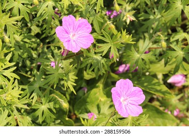 Bloody Cranes Bill Flowers (or Bloody Geranium) In Innsbruck, Austria. Its Scientific Name Is Geranium Sanguineum, Native To  Europe To Caucasus. It Is Also The County Flower Of Northumberland, UK.