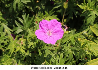 Bloody Cranes Bill Flowers (or Bloody Geranium) In Innsbruck, Austria. Its Scientific Name Is Geranium Sanguineum, Native To  Europe To Caucasus. It Is Also The County Flower Of Northumberland, UK.