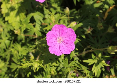 Bloody Cranes Bill Flowers (or Bloody Geranium) In Innsbruck, Austria. Its Scientific Name Is Geranium Sanguineum, Native To  Europe To Caucasus. It Is Also The County Flower Of Northumberland, UK.