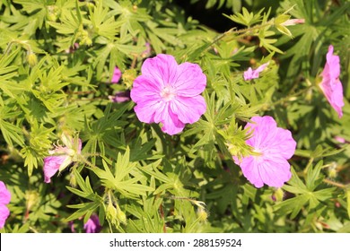 Bloody Cranes Bill Flowers (or Bloody Geranium) In Innsbruck, Austria. Its Scientific Name Is Geranium Sanguineum, Native To  Europe To Caucasus. It Is Also The County Flower Of Northumberland, UK.