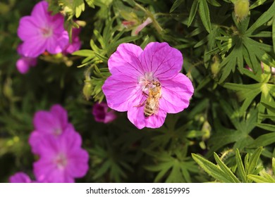 Bloody Cranes Bill Flowers (or Bloody Geranium) In Innsbruck, Austria. Its Scientific Name Is Geranium Sanguineum, Native To  Europe To Caucasus. It Is Also The County Flower Of Northumberland, UK.