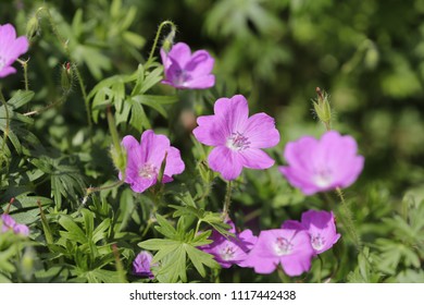 Bloody Cranes Bill Or Bloody Geranium