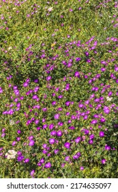 Bloody Cranesbill Flower Bloom In A Meadow