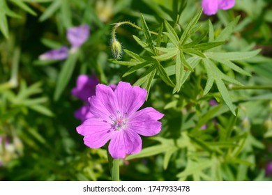 204 Blood red geranium Images, Stock Photos & Vectors | Shutterstock