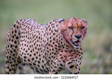 A Bloody Face Of A Cheetah Just After Eating His Prey. 