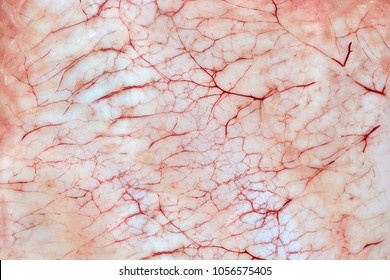 Bloody inflammatory capillaries on the skin. Abstract network of vessels of animal origin
