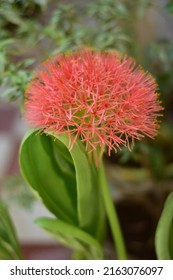 Bloody Lily Flower. Maharashtra Flower