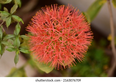 Bloody Lily Flower. Bloody Red Flower