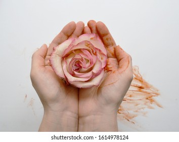 Bloody rose in female hands on a white background. Concept for the international day of zero tolerance for female genital mutilation, 6 february. 