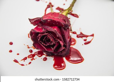 a Bloody rose on a white background. A Burgundy rose in the blood. A bleeding rose