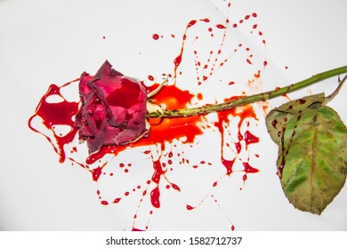 a Bloody rose on a white background. A Burgundy rose in the blood