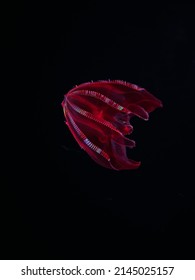 A Bloodybelly comb jelly, Lampocteis cruentiventer