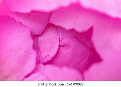 in bloom