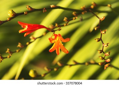 Bloom