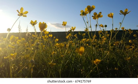 Bloom