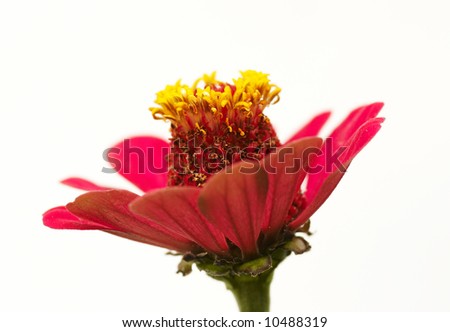 Similar – Image, Stock Photo red blossom Summer Flower