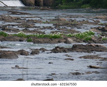 In Bloom Among the Rapids