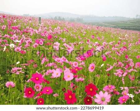 Bloom cosmos fields  (Scientific name: Cosmos bipinnatus Cav.,) mexican daisy with delicate petals light pink, pink,purple, pinkish white has fragile petals of various colors have dark green leaves. 
