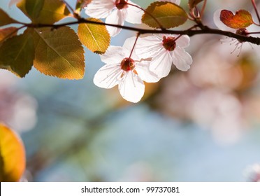 In bloom, delicate colorful spring flowers lit by the sun. – Ảnh có sẵn