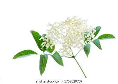 Bloom elderflower (Sambucus nigra) on white background. Common names: elder, elderberry.