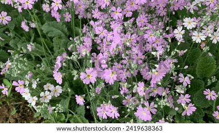 Bloom Fairy Primrose - Primula Malacoides, which is also known as Fairy Primrose, blooms early in the season into lavender flowers which reach approximately 12 inch wide, on soft hairy stalks. 